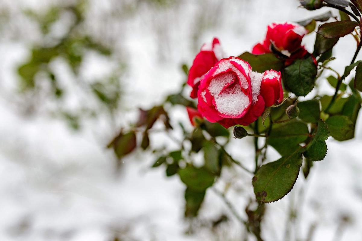 关于月季花的优美诗句,描写月季的诗句古诗名句