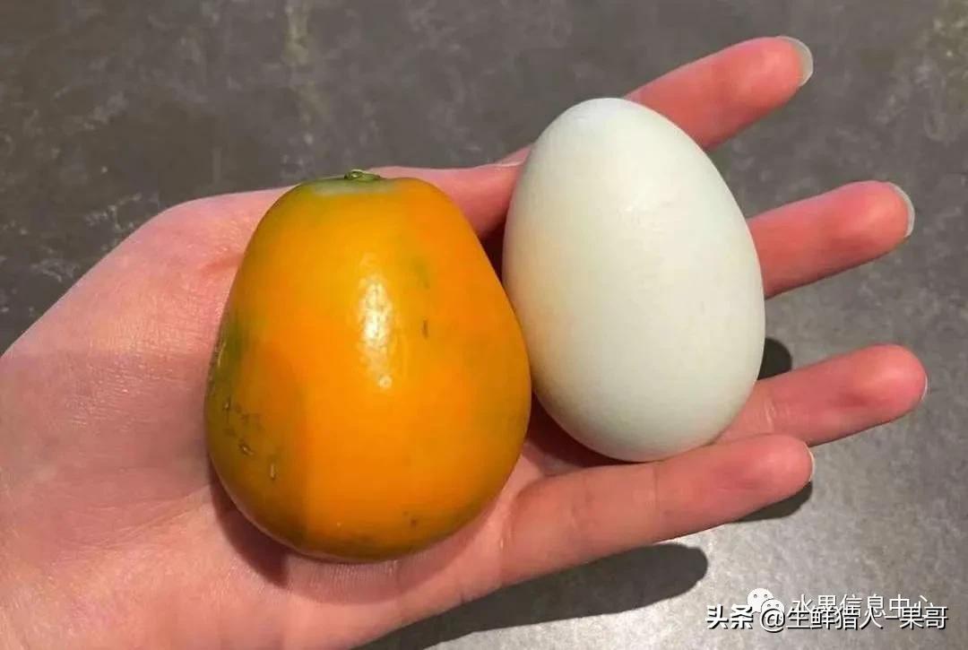 正宗广西融安脆蜜滑皮金桔,融安滑皮金桔和融安脆皮金桔区别