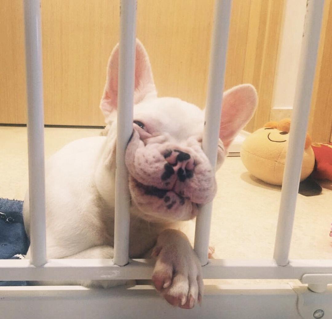 法斗狗的优点和缺点,小法斗的优点缺点