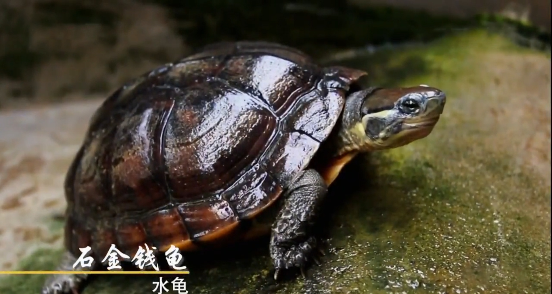 男子养天价乌龟一只龟能卖100,卖乌龟年入百万