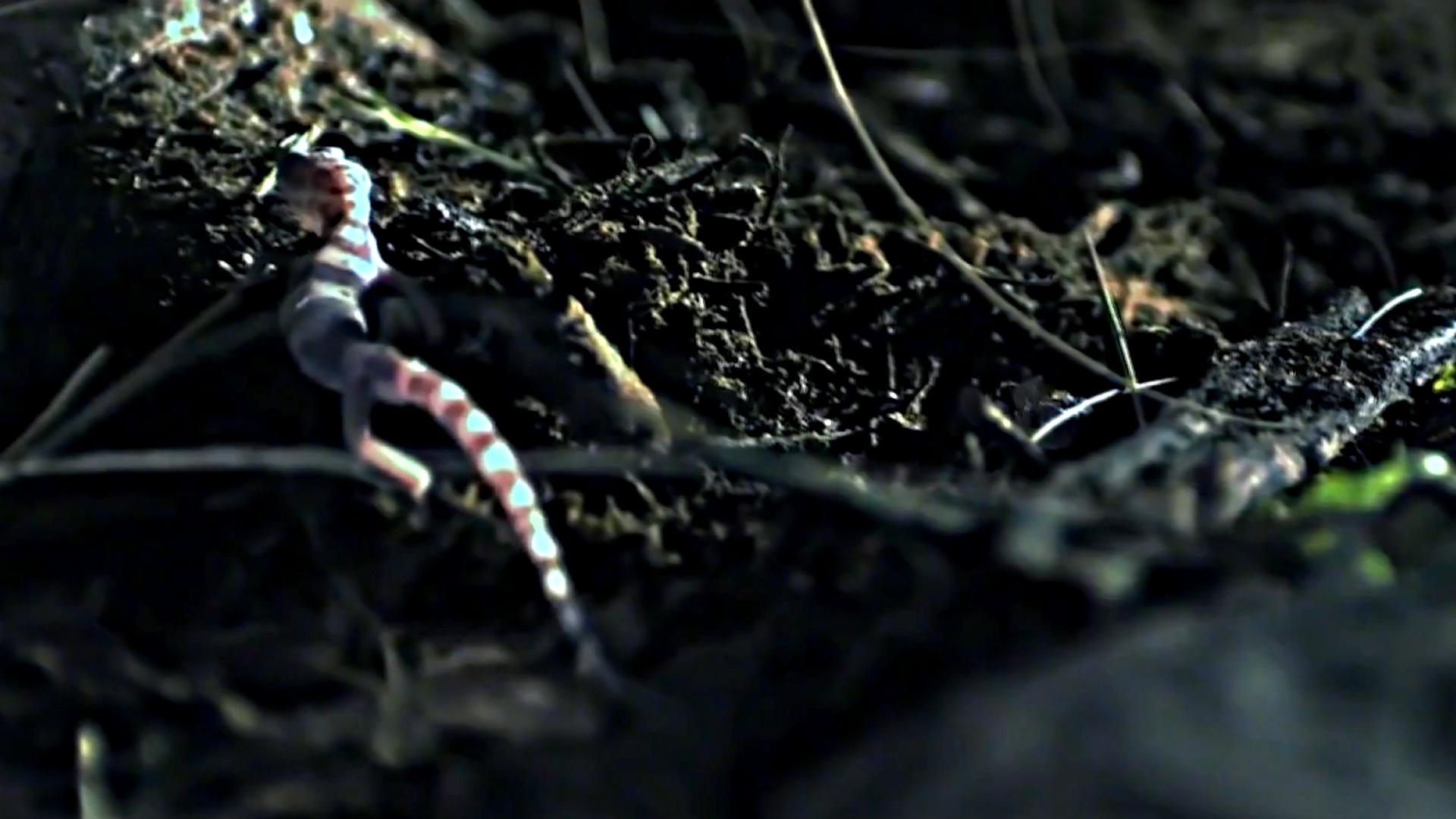 五毒中的壁虎是哪种壁虎,壁虎图片为什么壁虎是五毒之一