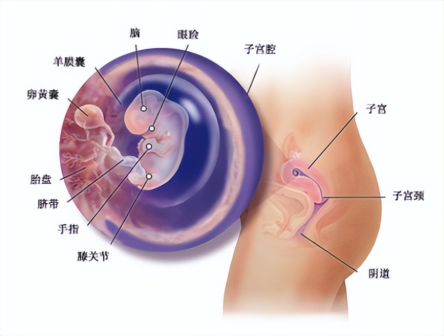 十月怀胎都是怎么度过的,十月怀胎过程视频大全