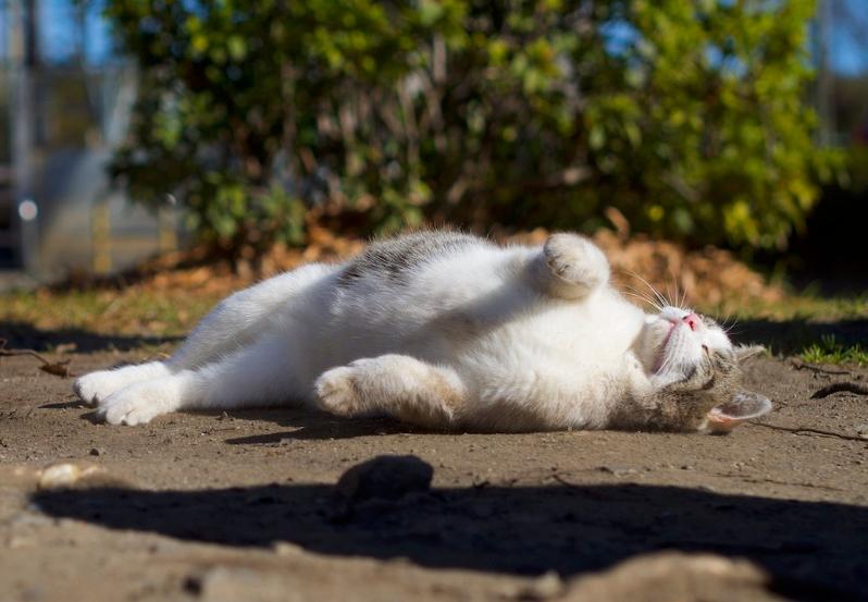 猫超可爱治愈的图片,罕见的流浪猫图片卡通可爱