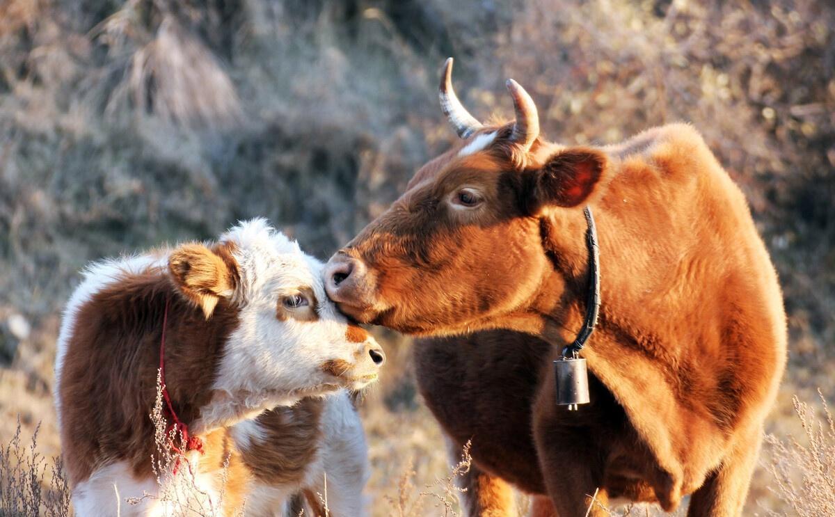 母牛产后瘫痪怎么治疗,母牛产后一个月瘫痪治疗方法