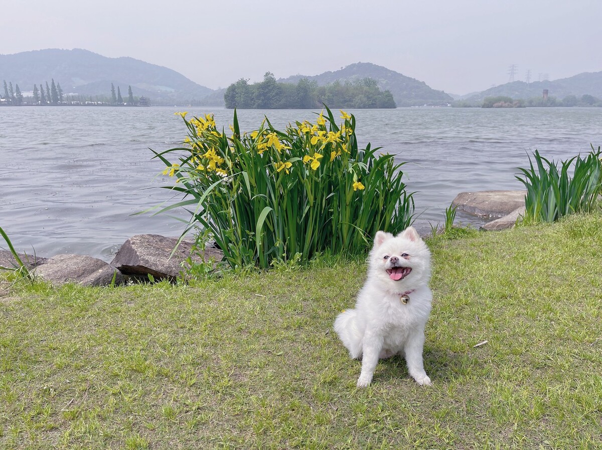 当狗狗有了以下几种行为表现,很有可能是生病了!铲屎官注意