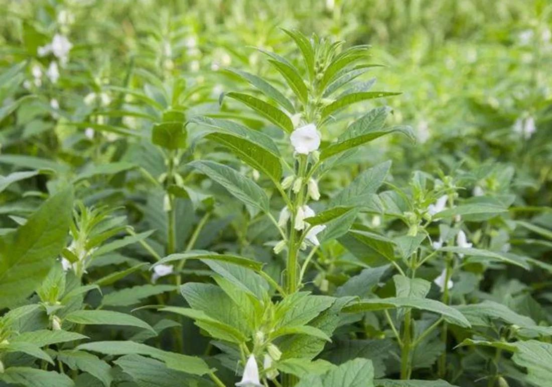 播种芝麻时为什么要疏松土壤,种植芝麻疏松土壤方便播种