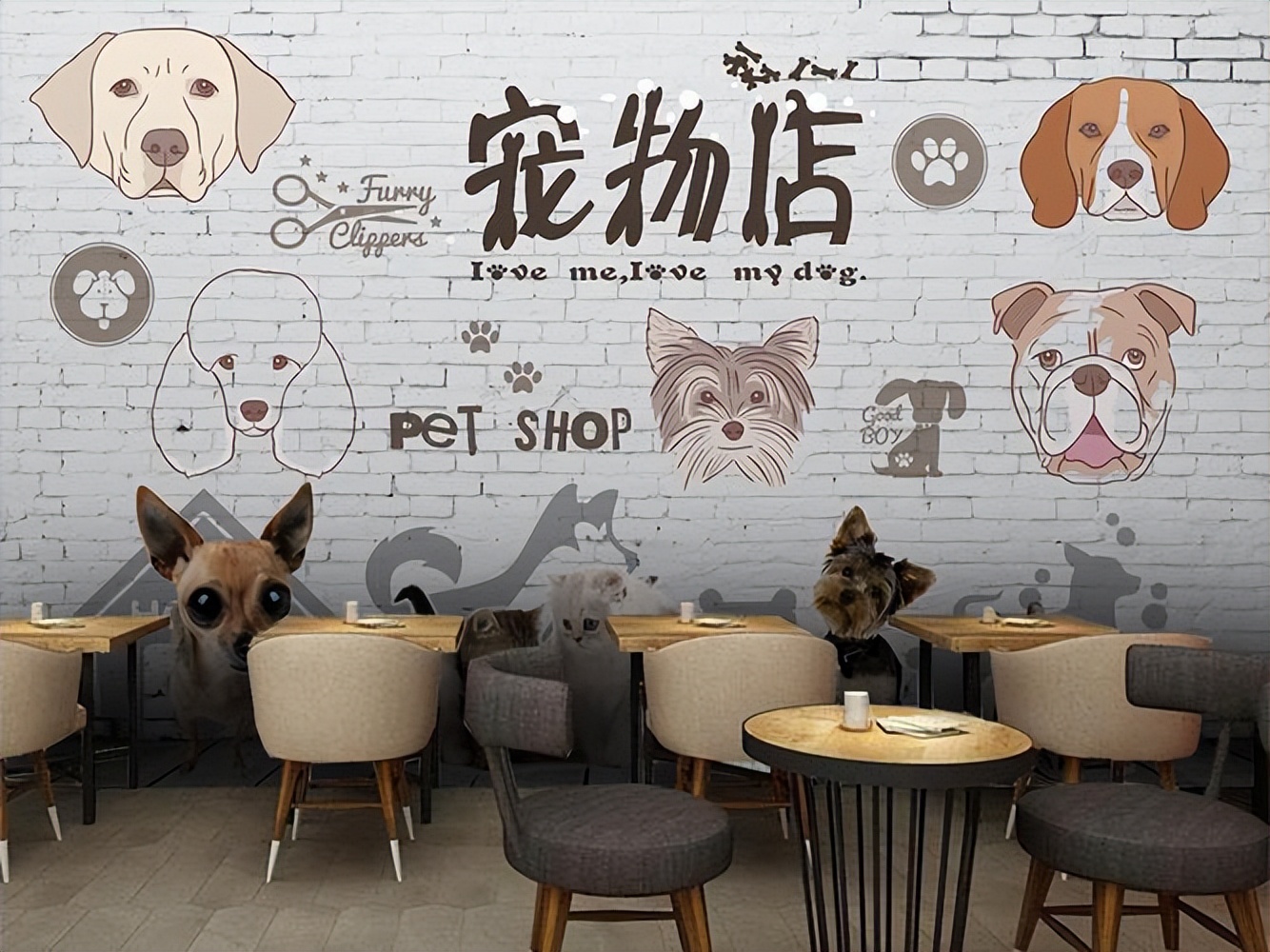 养什么宠物狗寿命比较长,建议新手养的10种狗寿命很长