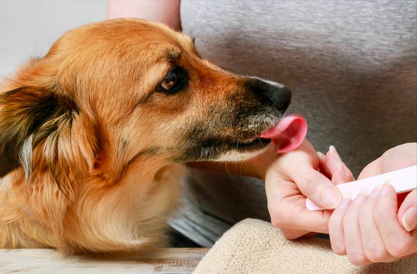 狗狗舔人的原因其实它想告诉你,狗狗老是舔你表示什么