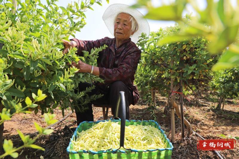 【中央一号文件的钢城探索】艾山双杨桥村：金银花开迎丰收群众喜摘“致富花”