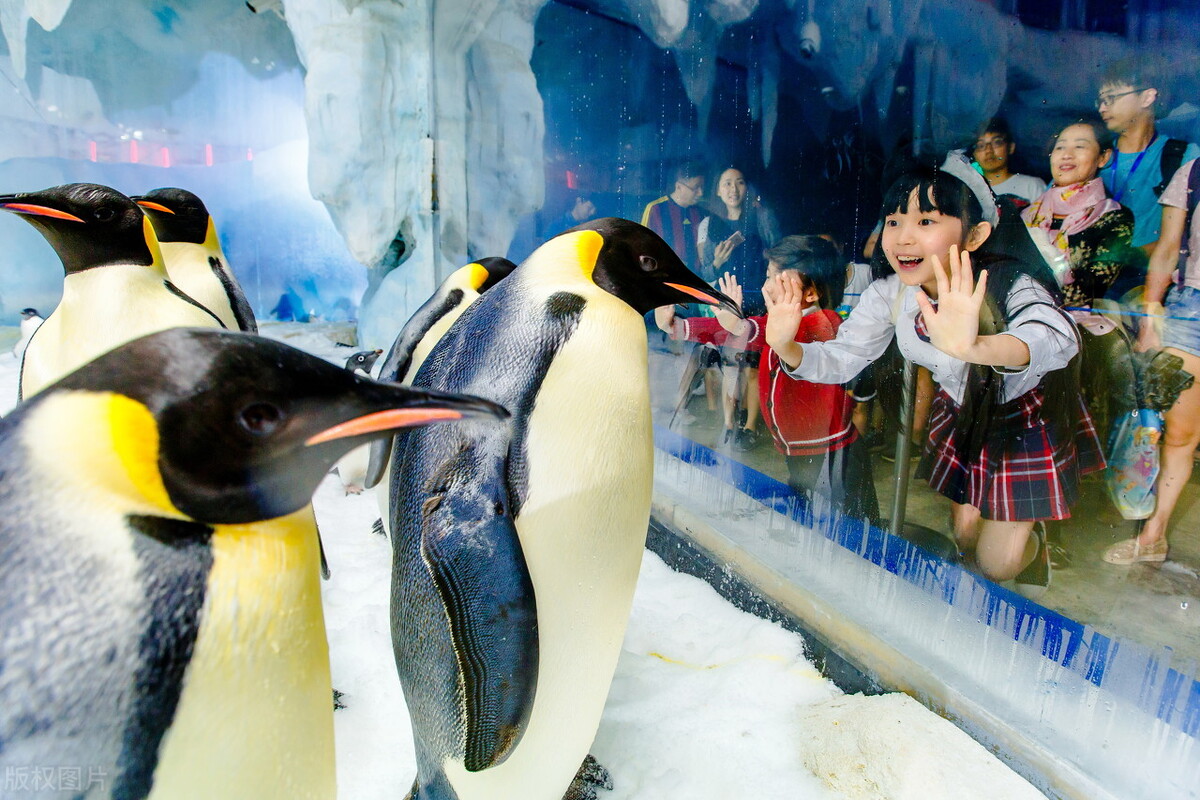 珠海长隆游玩攻略和费用,珠海长隆海洋王国乐园套票是什么