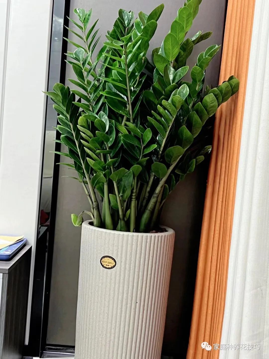 镇宅养花,家里养花养哪几种好风水