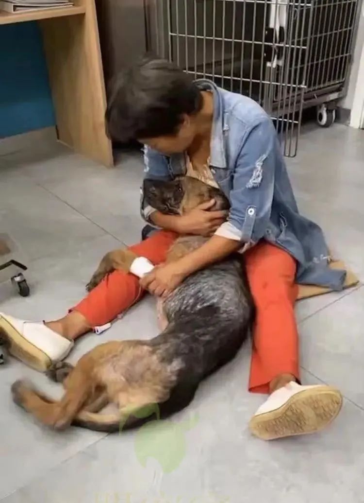 德牧骨癌,流浪德牧被打裂鼻骨跑进医院求助