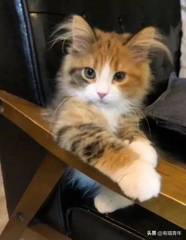 猫咪坐姿分辨性别,猫咪坐姿判断性别