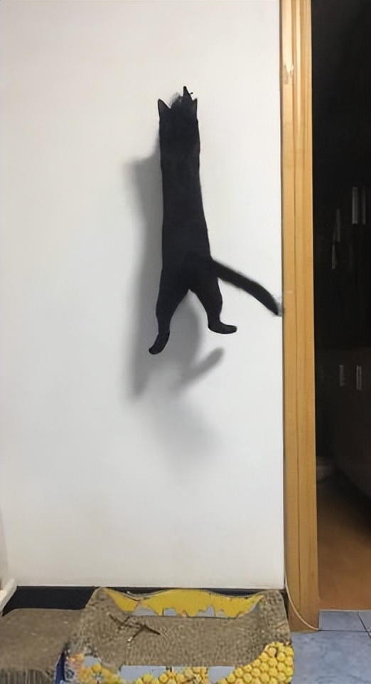 网友画“壁虎”想耍耍自家猫，可没想到…把全网的猫都给骗了