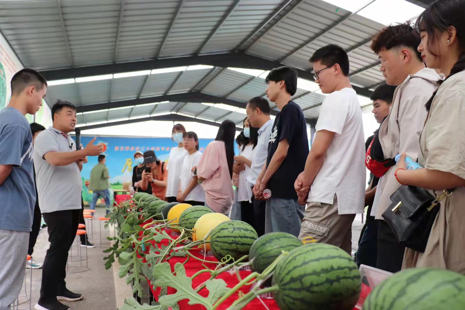 扶沟：“中原菜都”的乡村振兴富民曲