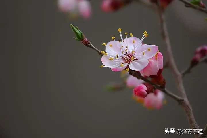 写春天的著名唐诗宋词加赏析,十首描写春天的宋词