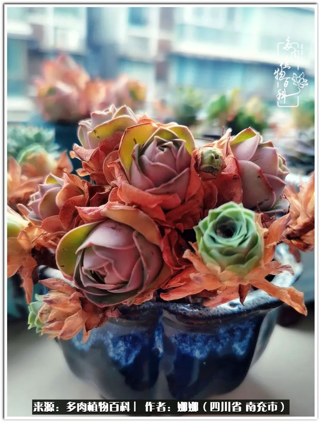 带刺的玫瑰阳台多肉,开花的玫瑰多肉