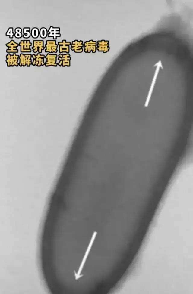 科学家复活潘多拉病毒 (人们为什么要复活潘多拉病毒)