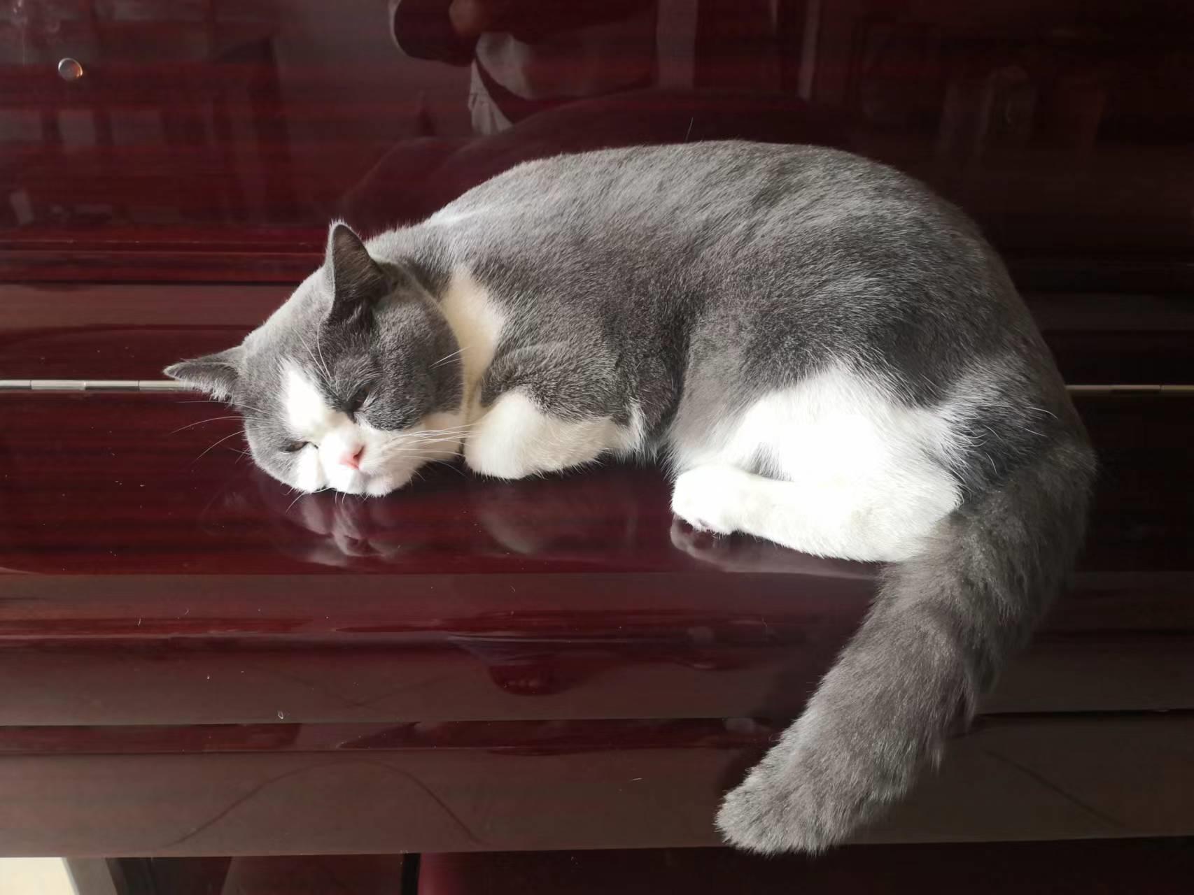 两个小东西,一个是宠物,还有一个是?