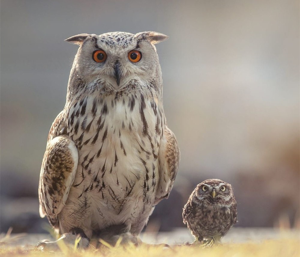 哪些鸟是猛禽,什么鸟属于猛禽