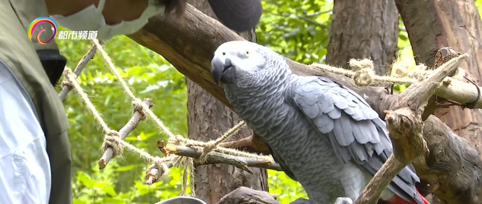 动物预测世界杯四强赛,世界杯半决赛动物预测