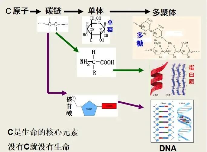 神秘的碳基生命,碳基生命意味着什么