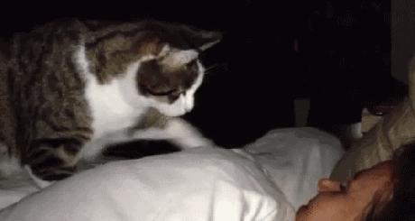 猫咪有这几个表现说明它恨上你了,有危险的时候猫咪的几种表现