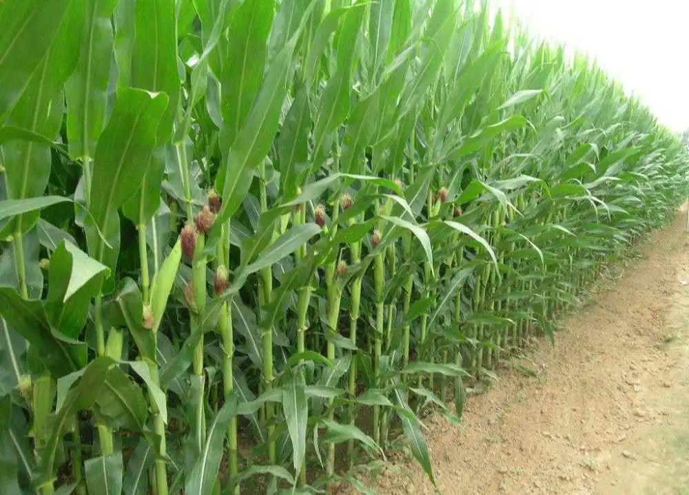 英国面粉涨价30%，中国已研制出人工淀粉，比农田种植效率高8.5倍