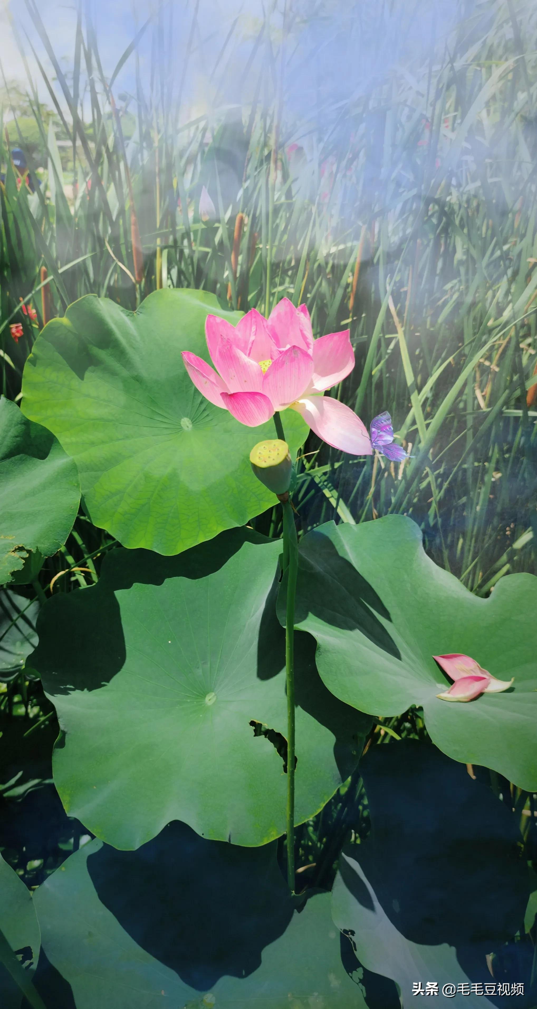 厦门适合初次约会的景点,厦门约会免费景点攻略图