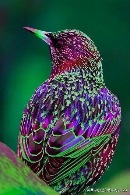 难得一见绝美一清二楚郁金香壁纸,难得一见雪景壁纸