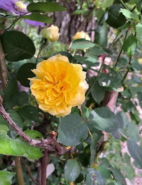 莫林爱尔兰奶油,莫林纽克斯在哪买