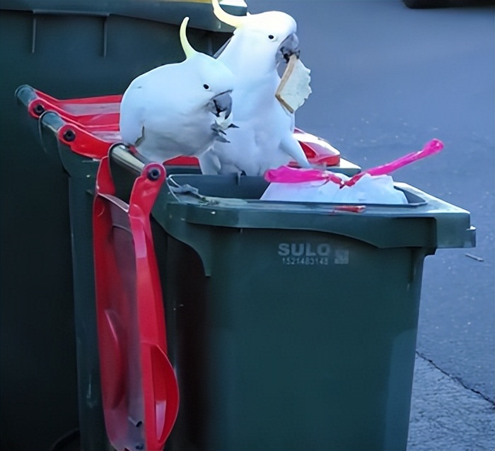 人鸟大战不断升级，想阻止鹦鹉乱翻垃圾桶太难了