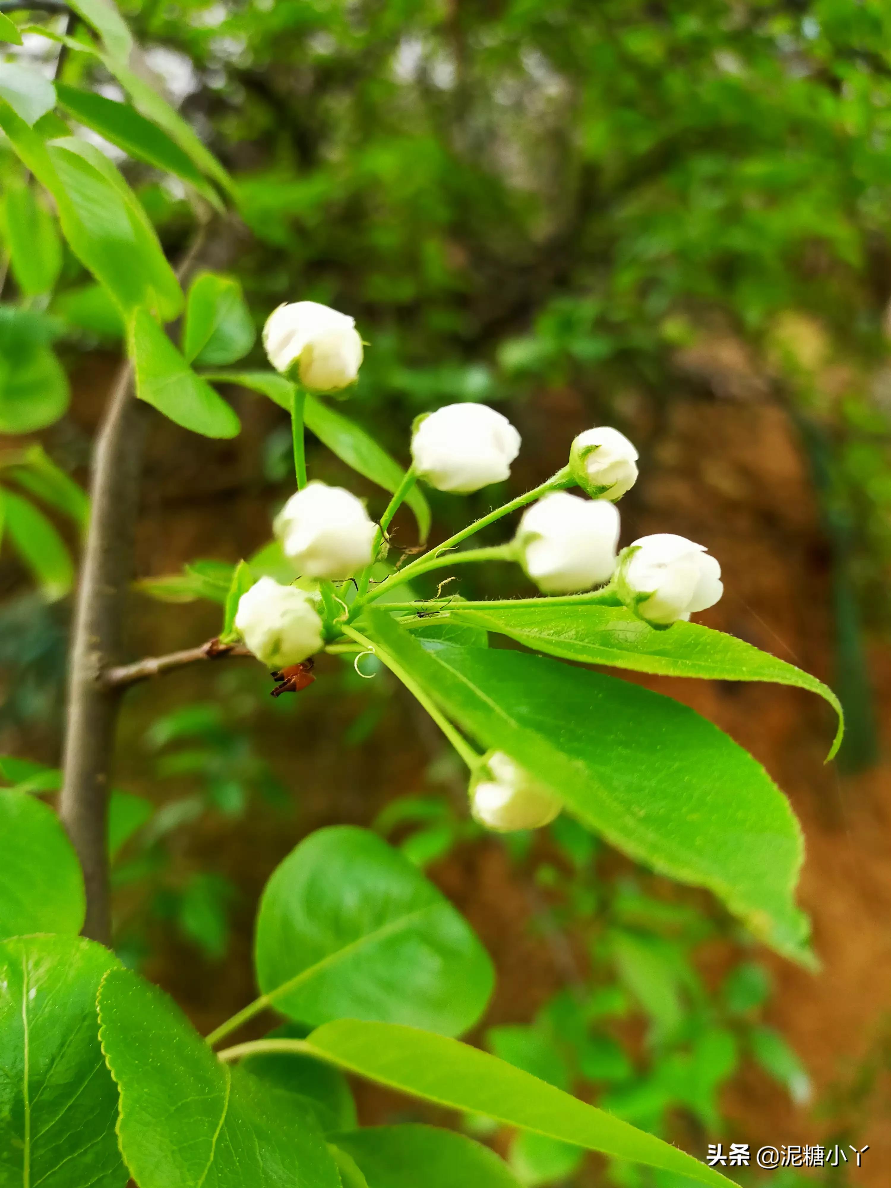 农村土菜大全100种,农村三月最常见的野菜是什么菜