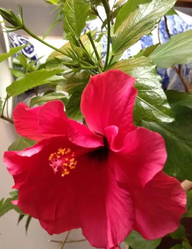 为乡土举念—波眠乡土诗歌具象意蕴