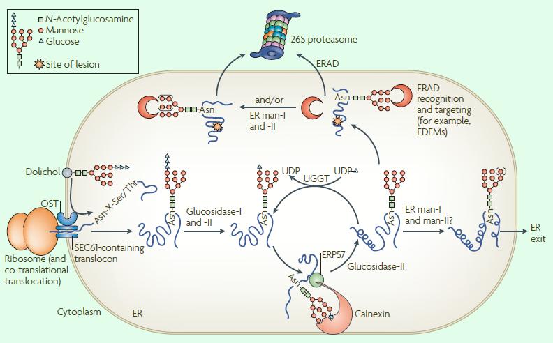 ZIP转运蛋白内部锌摄取的组氨酸突变体细胞活性自我调控机制