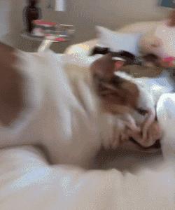 狗狗为什么爱睡床睡沙发,狗狗喜欢睡枕头上是什么原因