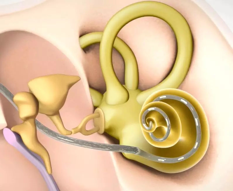 耳蜗的解剖结构和功能,耳蜗的功能的描述