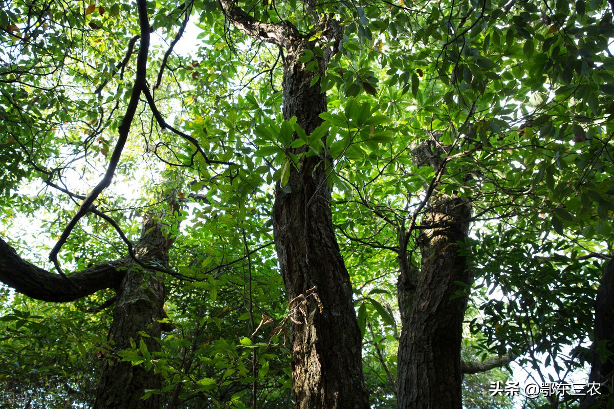 黄花梨老料一斤一万元真的假的,海南黄花梨1千块钱左右的