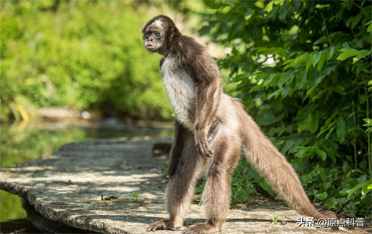 金丝猴是世界上最美猴子吗,世界上最濒危的猴子是什么猴