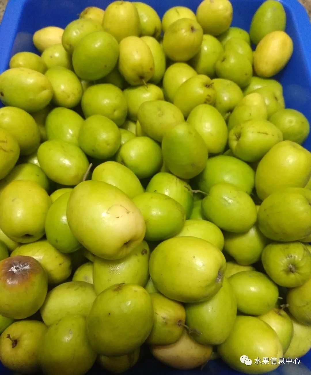 牛奶枣大青枣,牛奶枣和大青枣哪种好吃