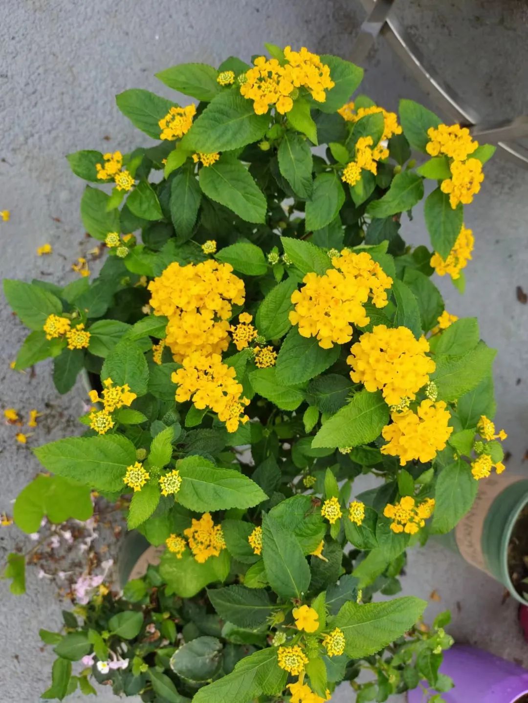 适合夏天养的7种花越晒开花越旺,阳台高温如何养墨兰