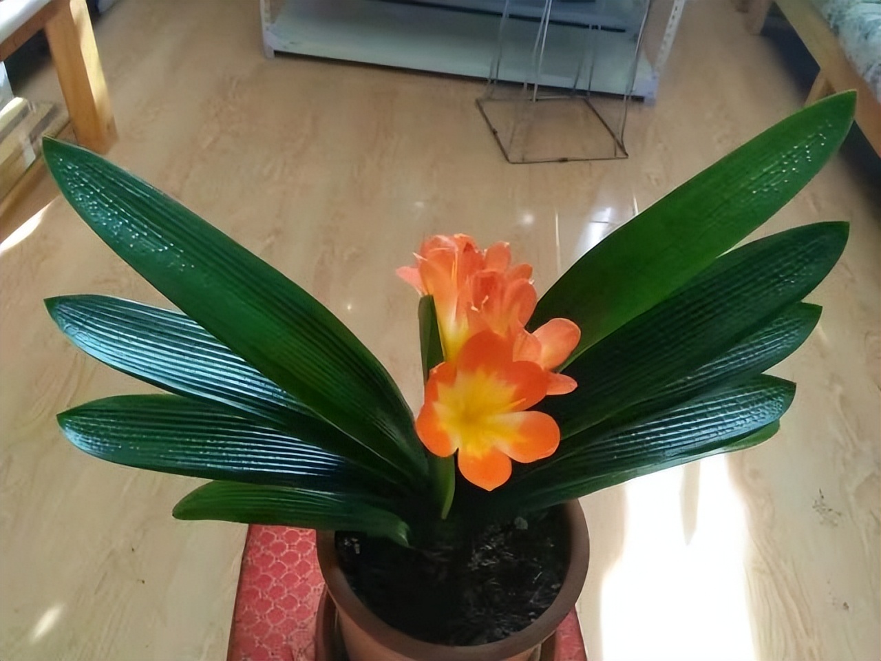 养花缺氮肥怎么办,养花收空盆