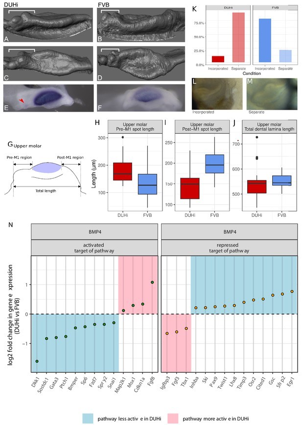 基于小鼠磨牙进化演变，研究其发育变异性通道的进化过程