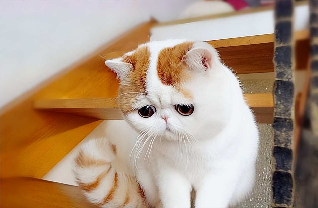 加菲猫和其他猫的区别是什么,加菲猫和普通猫有什么区别