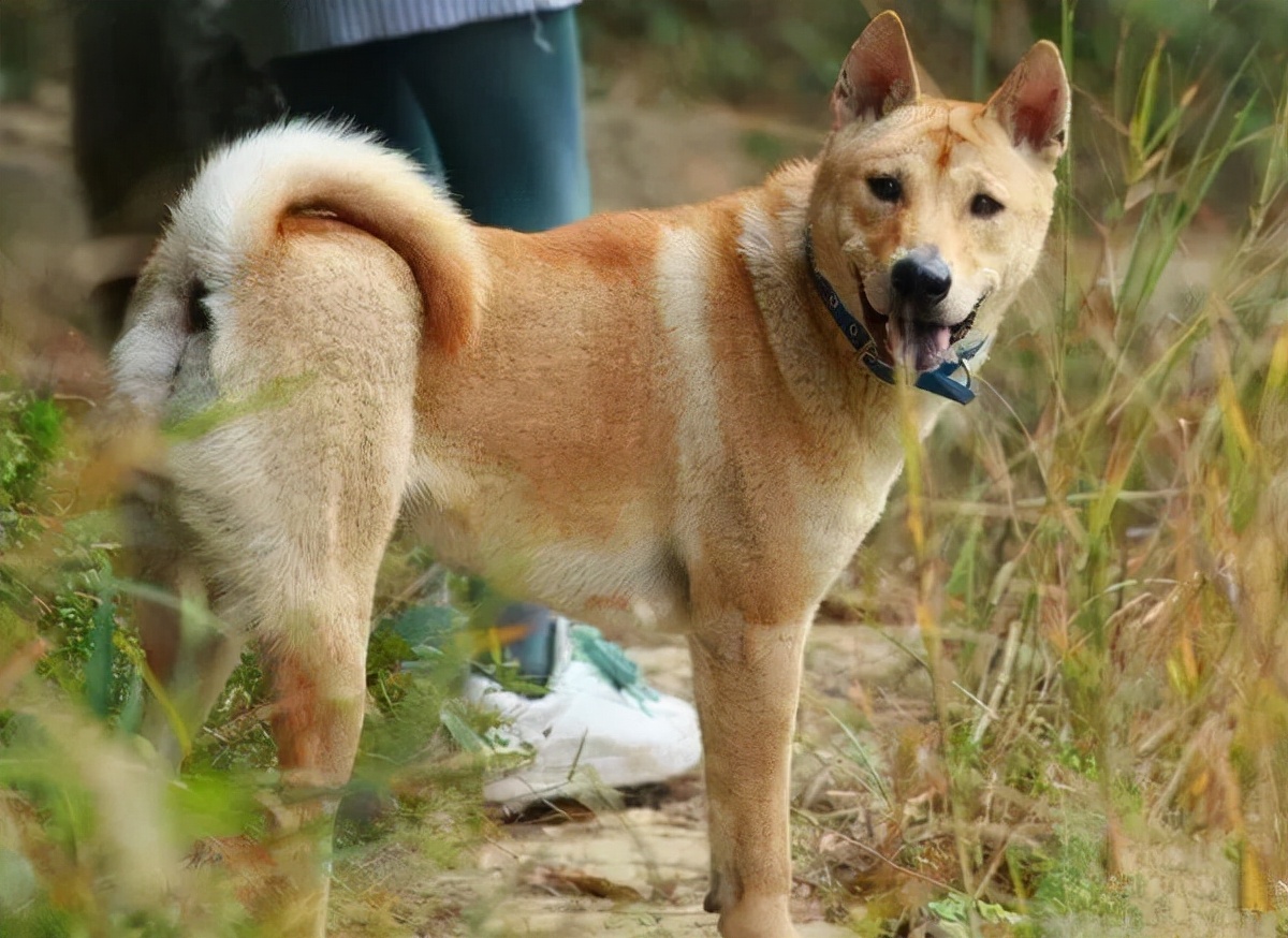 什么狗狗最懂人性,懂人性的狗狗