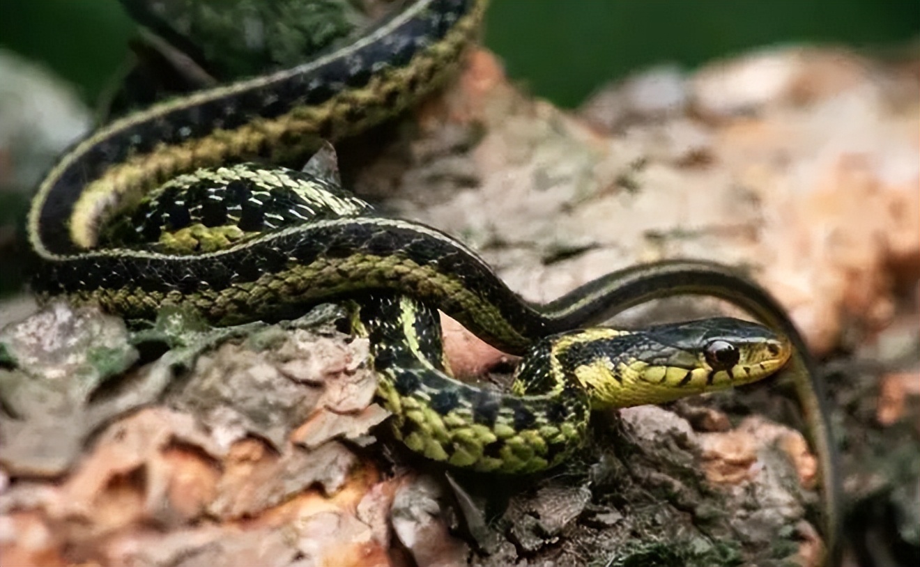 老人说“一地王锦蛇,十里无毒蛇”,为啥被称为“百蛇之王”?