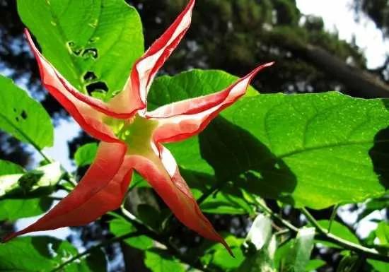 五星花有什么特点,五星花最漂亮的品种