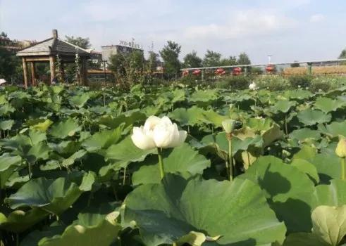 沂蒙七十二崮分布图,沂蒙山区七十二崮属于什么地貌