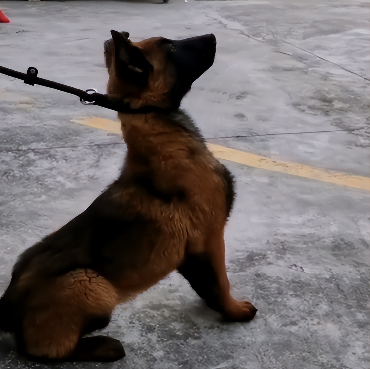 网红警犬巴万抖音正能量,网红警犬巴万上央视