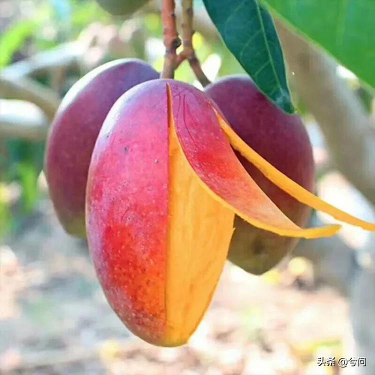 海南的水果特产有哪些？你知道几种？
